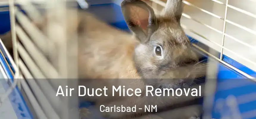  Air Duct Mice Removal Carlsbad - NM